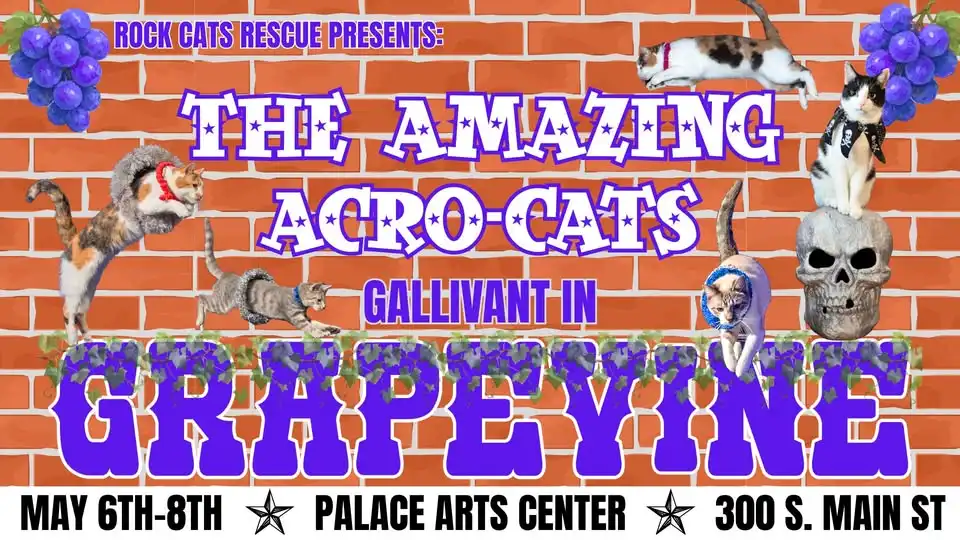 The Amazing Acro-Cats Gallivant in Grapevine!