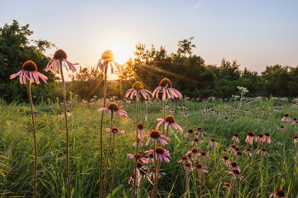 Native Plants and Prairies Day