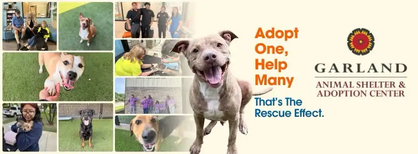 The Rescue Effect: FREE Adoption Weekends!