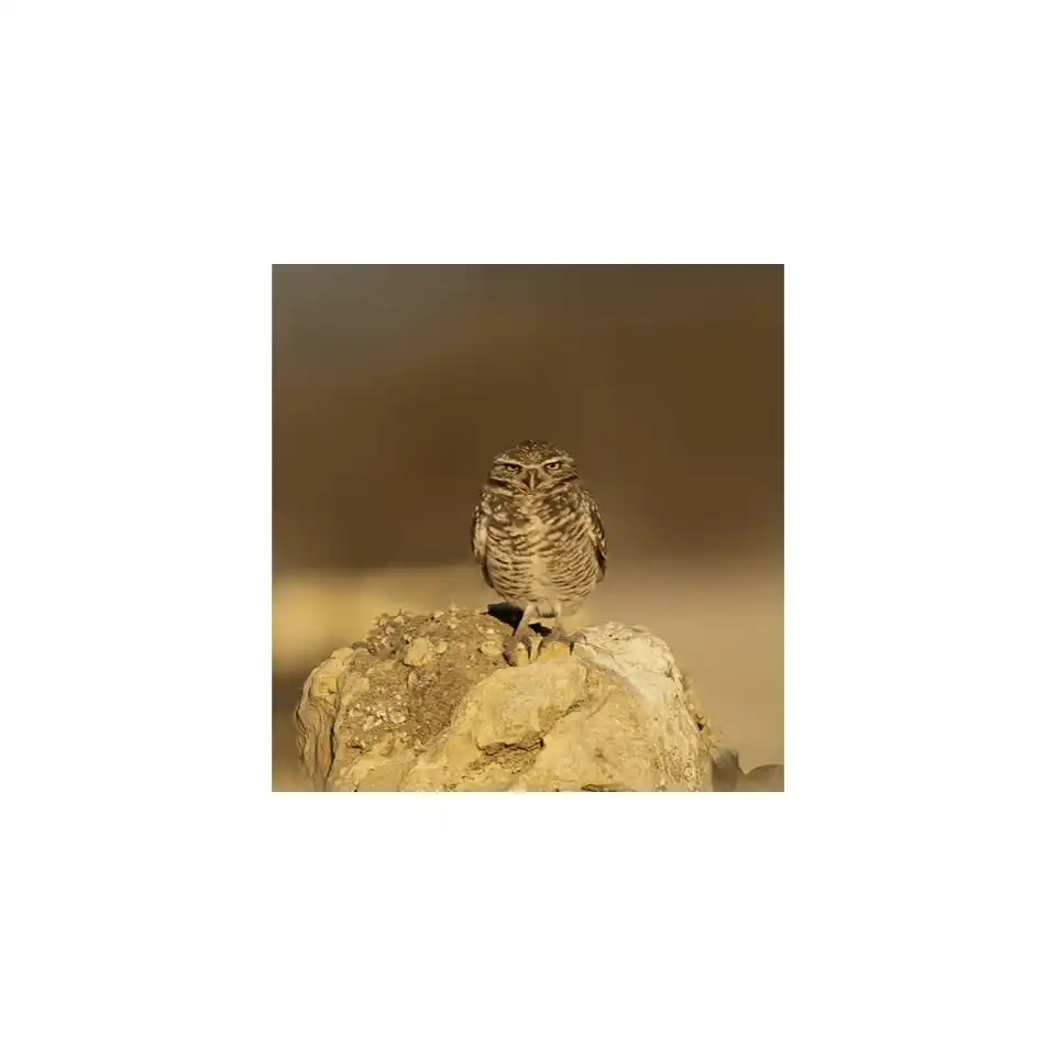 Birds, Conservation, and Environmental Storytelling by Lili Banta
