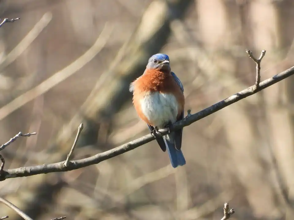 Guided Bird Walk at Connemara Meadow Nature Preserve