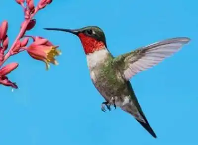Hummingbirds: Feathered Jewels
