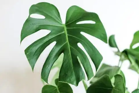 HEB Plant Swap