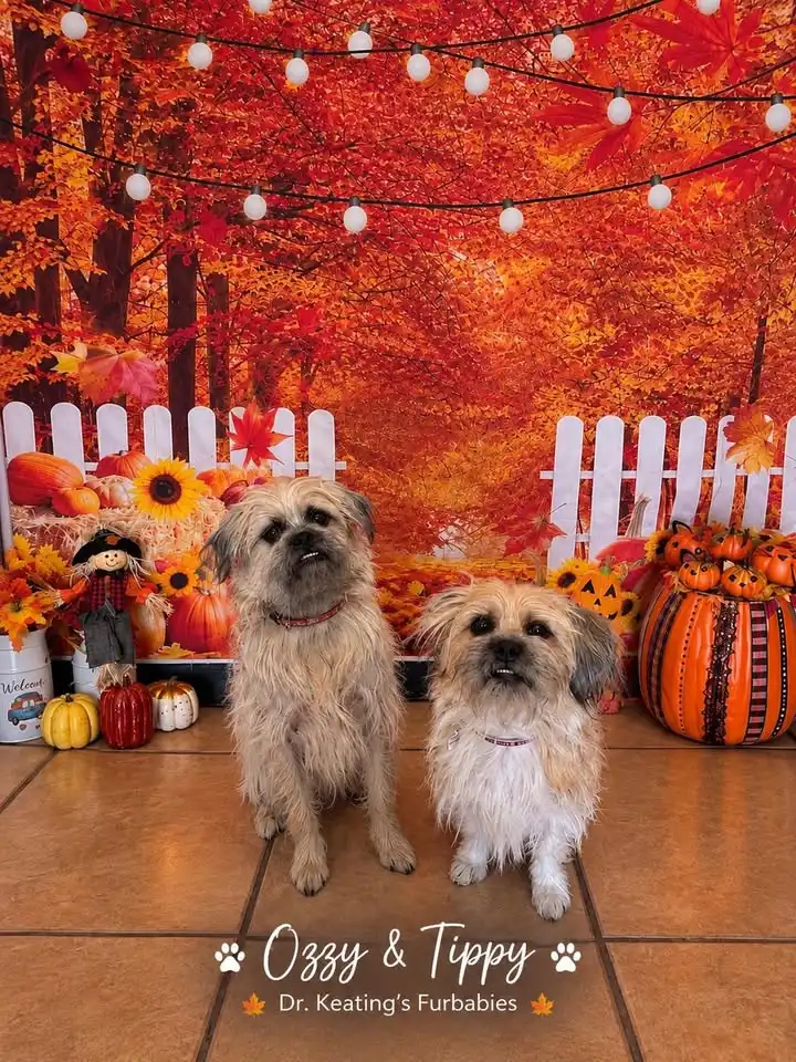 🎃🎃 Pawloween Night 🎃🎃