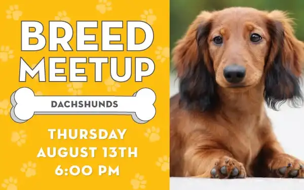 Breed Meetup: Dachshunds