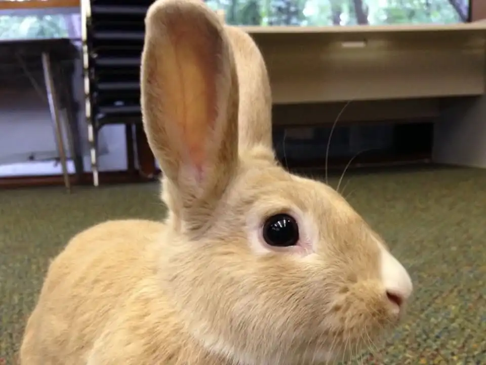 Adventures with Rabbits (2.5-4 yrs old)