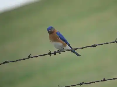 2nd Saturday Bird Walk