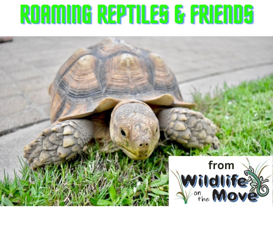 Wildlife On The Move Presents Roaming Reptiles & Friends at Southlake Public Library