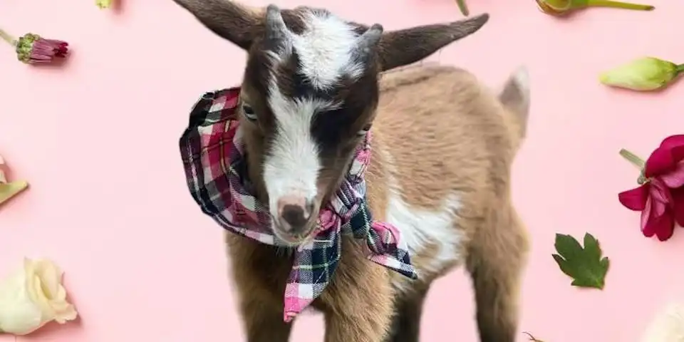 Goat Yoga - Tupps Brewery!