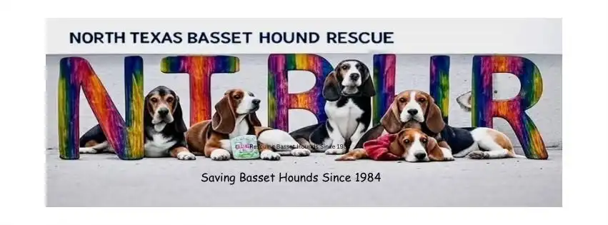 28th Annual Basset Hound Shuffle