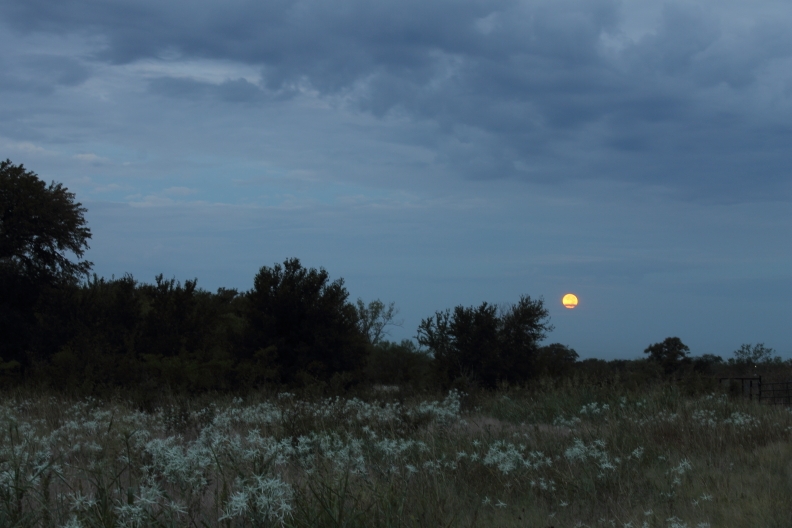 Flower Moon Night Hike