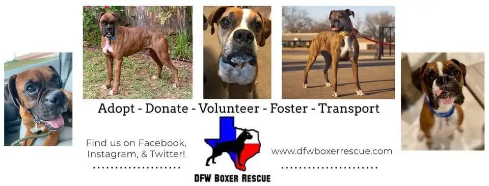 DFWBR August Adoption Day Event