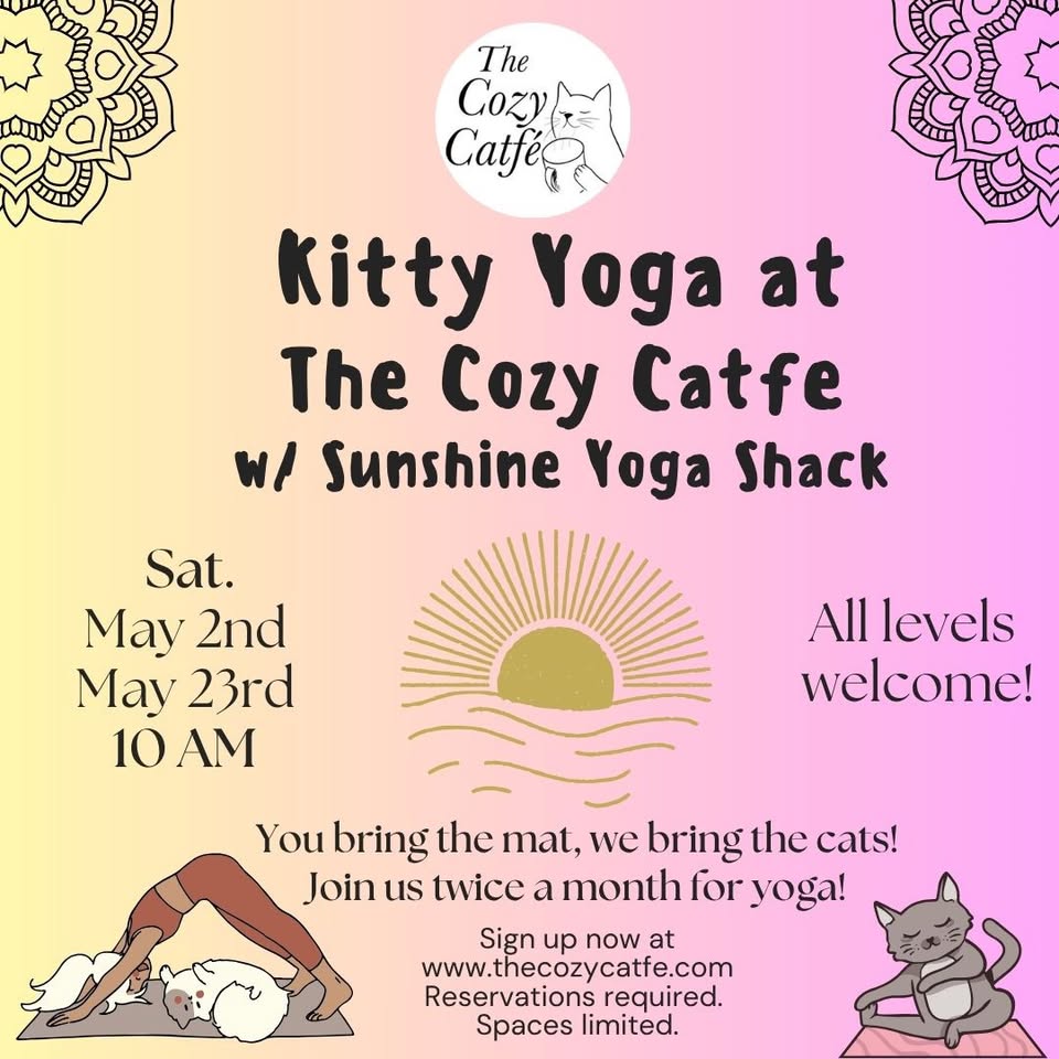 Yoga with Kitties