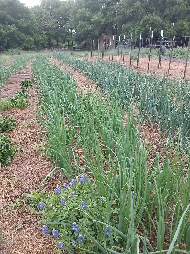Opening Day at The Mansfield Farm and Cottage Market