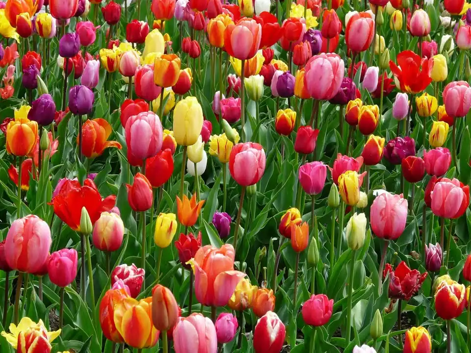 Spring Fun Festival