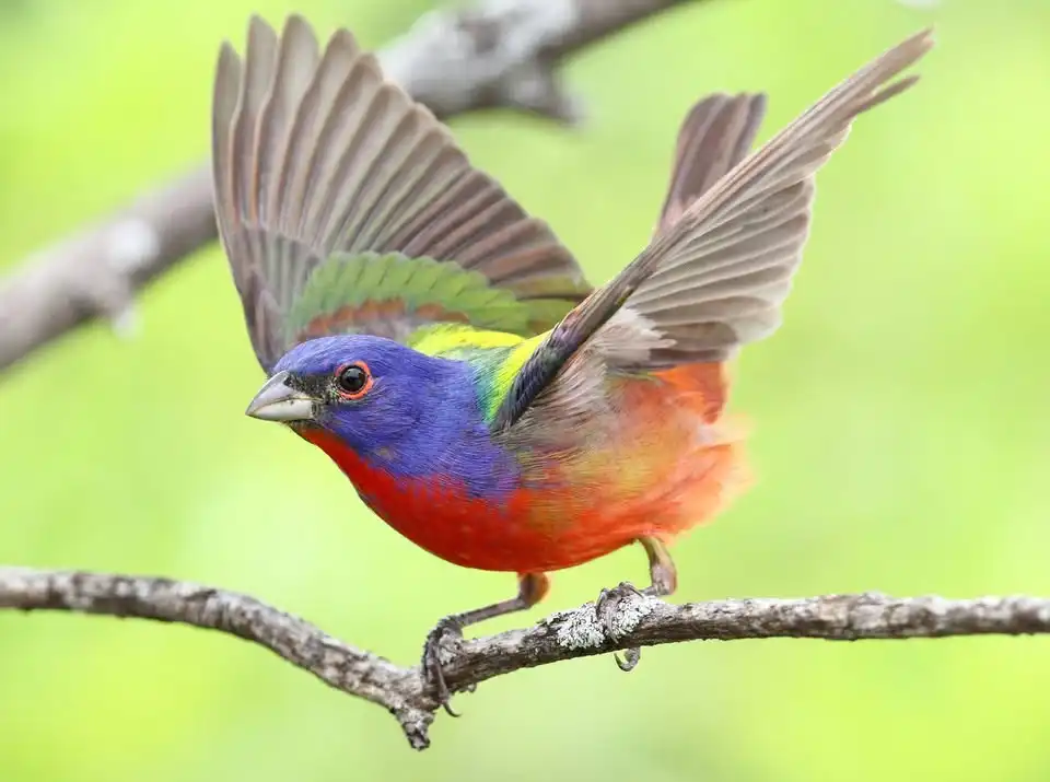 Second Saturday Bird Walks