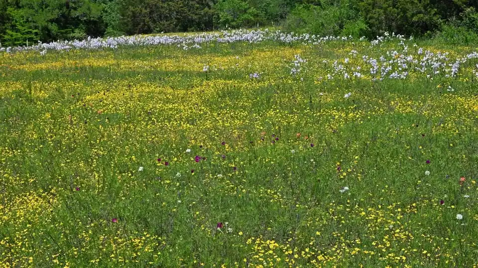 Work Session – Work on the Prairie and Wildscape/Bring-Your-Own-Picnic lunch