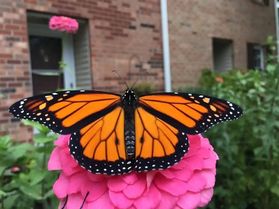 Magic of the Monarchs with Janet Smith